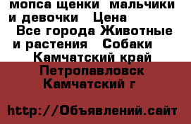 мопса щенки -мальчики и девочки › Цена ­ 25 000 - Все города Животные и растения » Собаки   . Камчатский край,Петропавловск-Камчатский г.